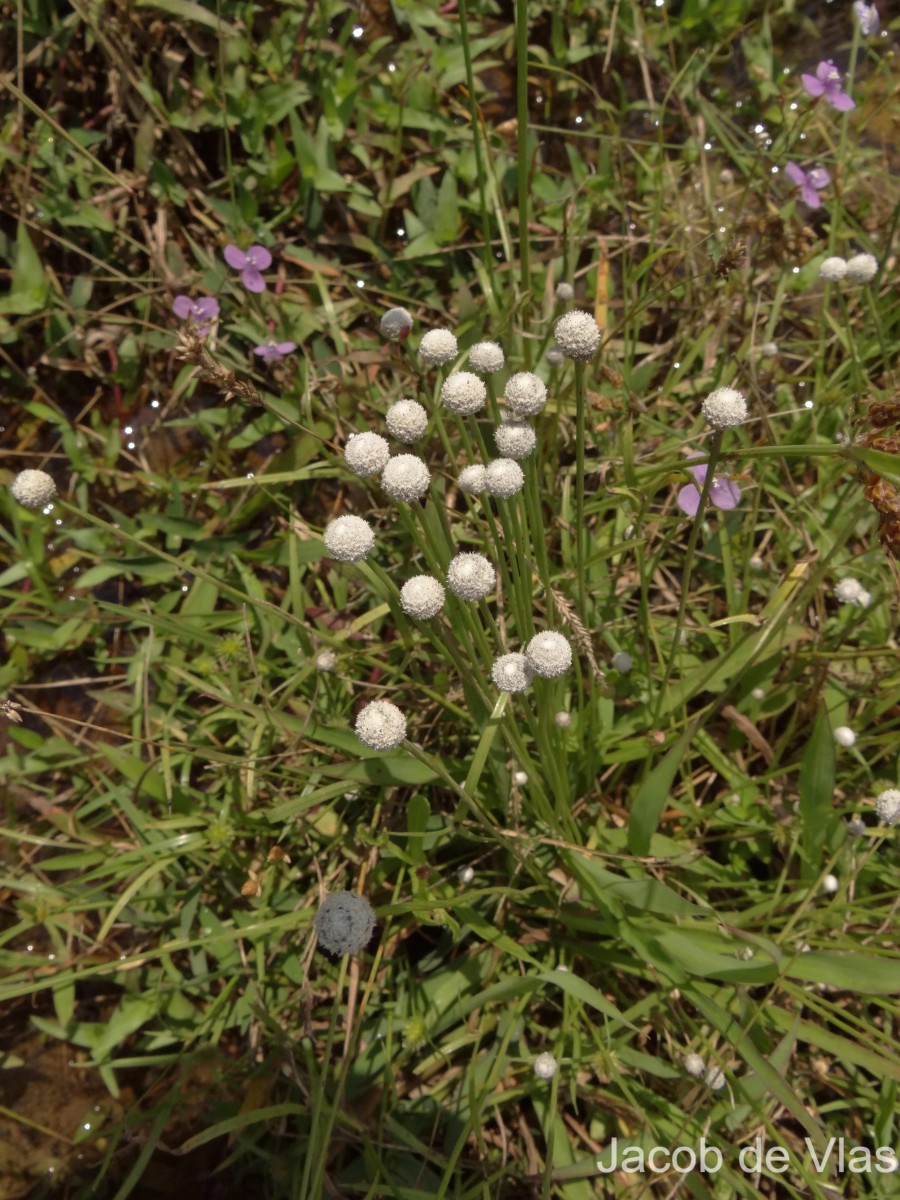 Eriocaulon quinquangulare L.